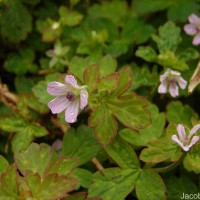 Geranium nepalense Sweet